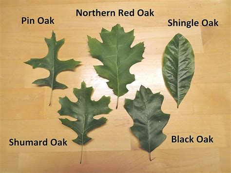 On Nature column: Here's how to see red with five species of oak ...