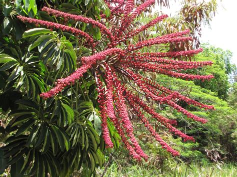 Schefflera actinophylla (Australian Ivy Palm, Octopus Tree, Schefflera ...