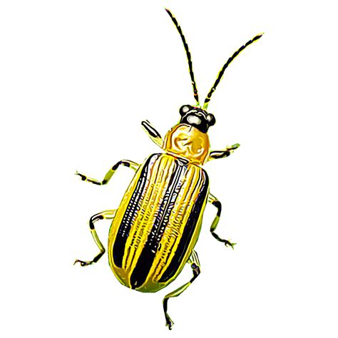 Identify and Control Cucumber Beetles (Striped and Spotted)