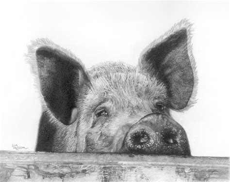 Pig Pencil Drawing Print Pig Print Pig Art Farm Animal Art | Etsy