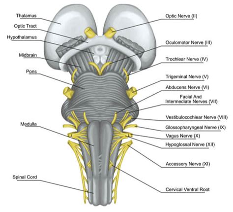 Cranial Nerves And Brain Stem