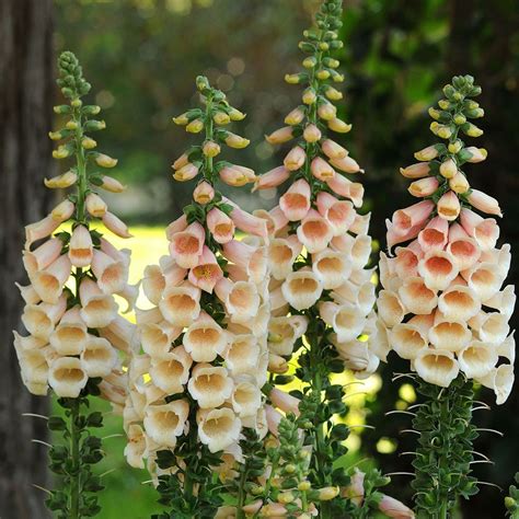 Foxglove Varieties - Image to u