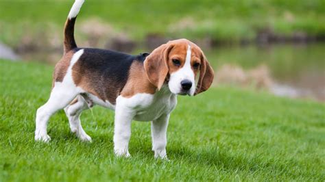 How Big Do Beagle Dogs Get? - Dog Food Care