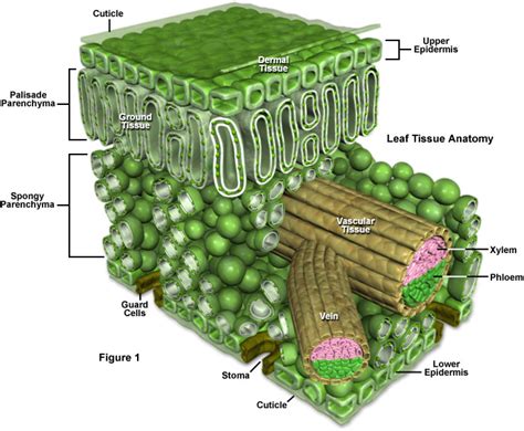 Molecular Expressions Cell Biology: Plant Cell Structure - Leaf Tissue ...