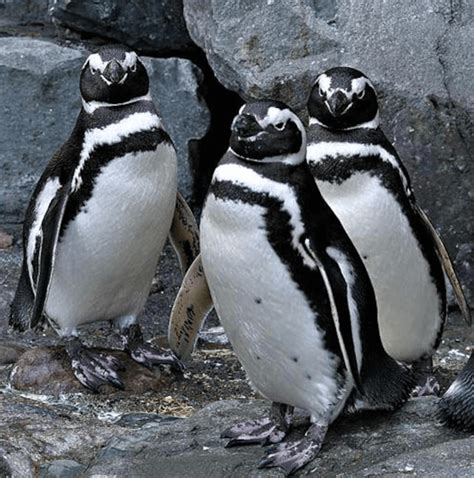 Magellanic Penguin - The Zoo Society