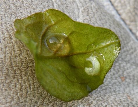 Fylde Amphibian & Reptile Group: Great Crested Newt eggs found