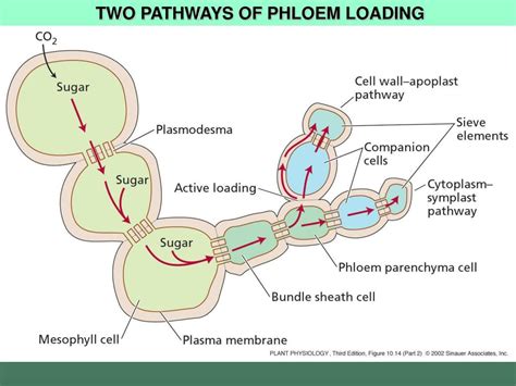 PPT - PHLOEM TRANSLOCATION PowerPoint Presentation, free download - ID ...