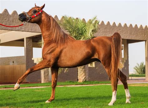 The Arabian: Equine Perfection Defined