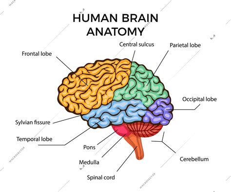 Human brain anatomy infographics diagram with sections and text ...