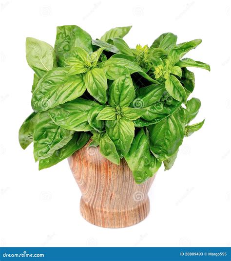 Basil herbs stock image. Image of green, plant, nature - 28889493