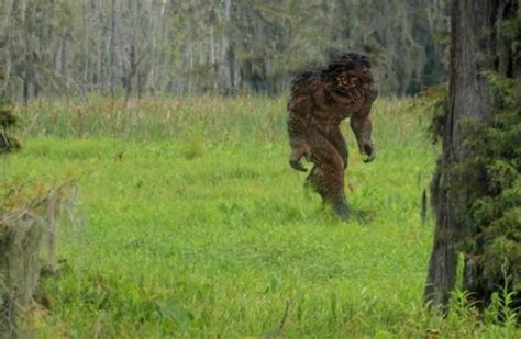 Skunk Ape - Skunk Ape Sighting In Myakka Florida; Is This Bigfoot's ...