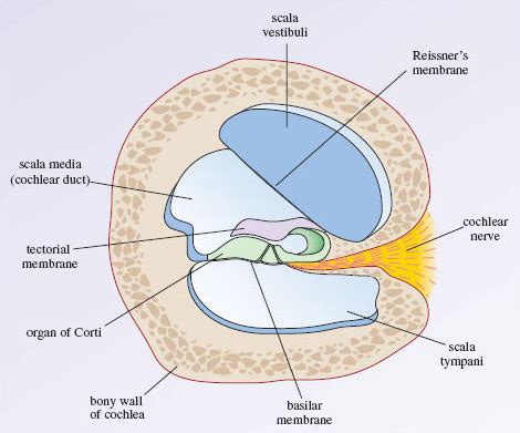 Cross Section of the cochlea Diagram | Quizlet