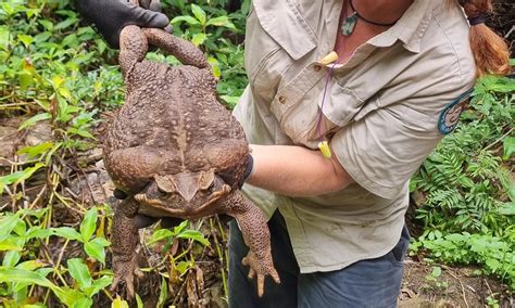 Conheça o sapo-cururu de quase 3 kg encontrado na Austrália