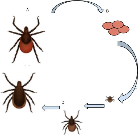 Deer Tick Life Cycle -3 - Ixodes Scapularis Deer Tick Clipart - Large ...