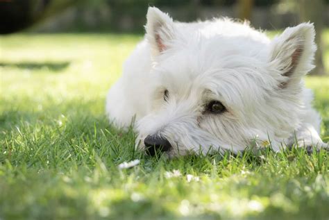 Top 4 Westie Haircut Styles | The Dog People by Rover.com