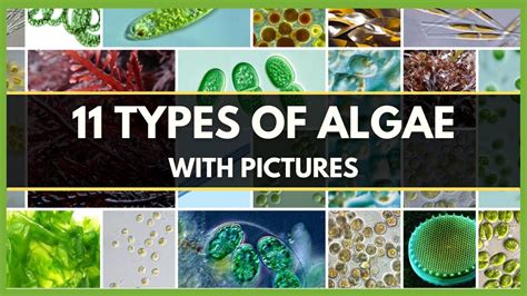 11 TYPES OF ALGAE WITH PICTURES | DIFFERENT TYPES OF ALGAE ...