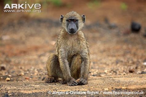 Chacma baboon - Alchetron, The Free Social Encyclopedia