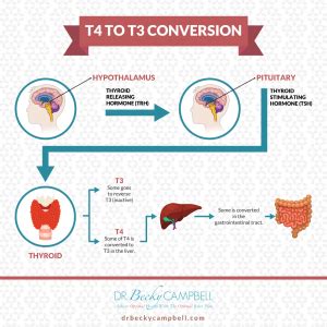 The Liver-Hormone Connection - Dr Becky Campbell