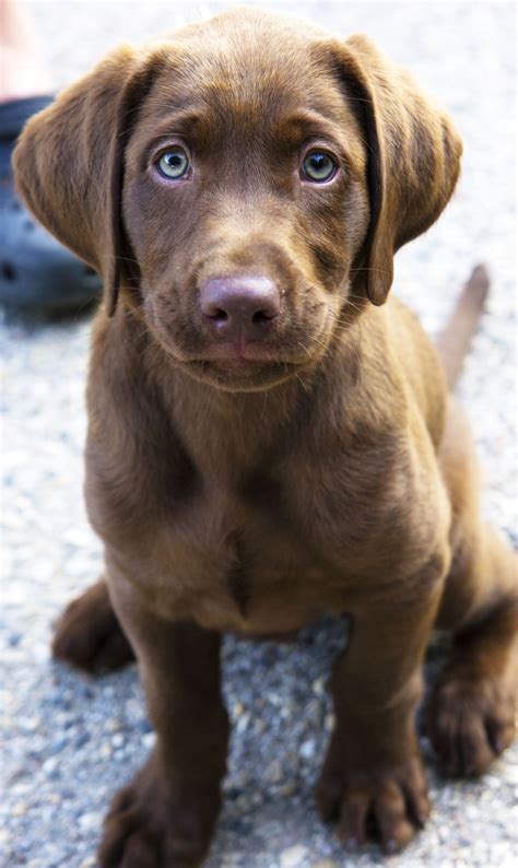 Chocolate lab puppy. ==> visit http://www.amazingdogtales.com/gifts-for ...