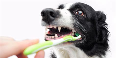 10 Best Dog Treats For Teeth Cleaning – Fight Tartar. Plaque & Bacteria