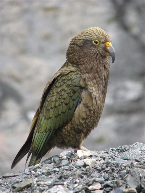 Kea | bird | Britannica