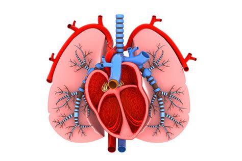 Heart And Lungs Diagram