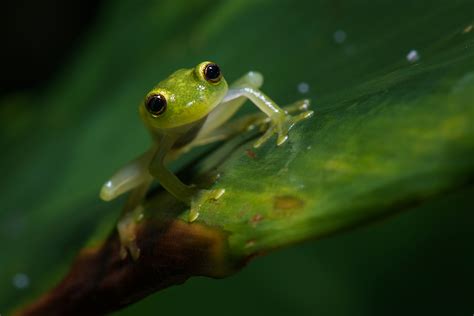 Glass Frog | Sean Crane Photography