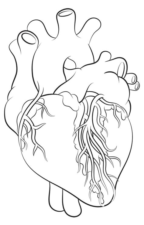 human heart drawing simple - Alva Craddock