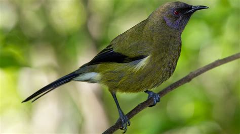 BBC Radio 4 - Tweet of the Day, New Zealand Bellbird