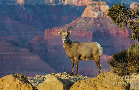 Desert Bighorn Sheep Grand Canyon Photograph by Webb Canepa - Pixels