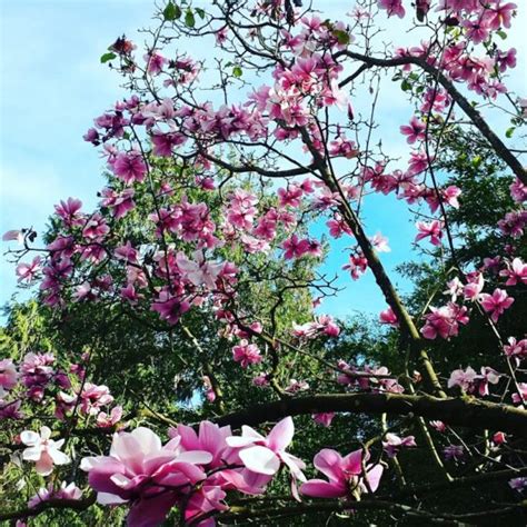 SF's Gorgeous Annual Magnolia Bloom | SF Botanical Garden