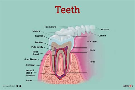 Teeth Anatomy