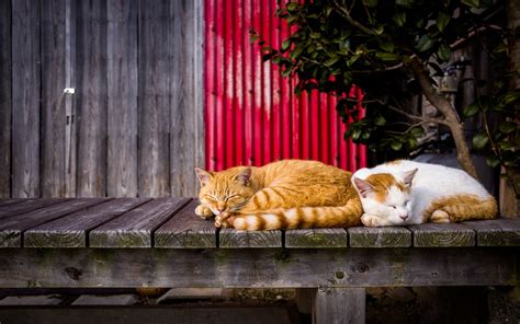 Wallpaper Two cats sleeping 1920x1200 Picture, Image