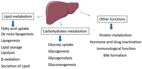 Metabolites | Free Full-Text | Renin–Angiotensin System in Liver ...