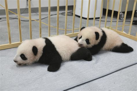 Panda cubs at Tokyo zoo get their names, to debut in January | AP News