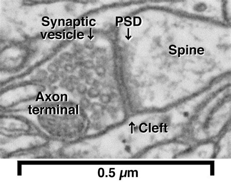 Reconstructing Brain Circuits - Microscopy