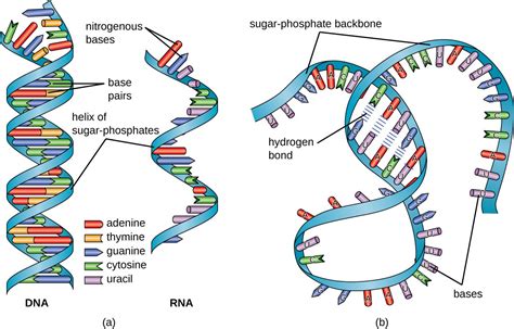 Structure and Function of RNA | Microbiology