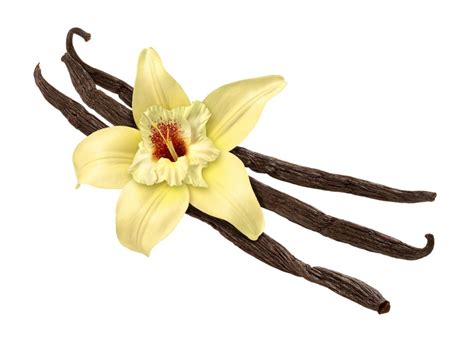 10368465 - vanilla bean and flower isolated - Dr Liz Carter