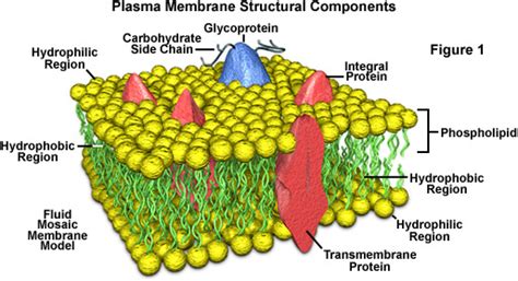 Molecular Expressions Cell Biology: Plasma Membrane