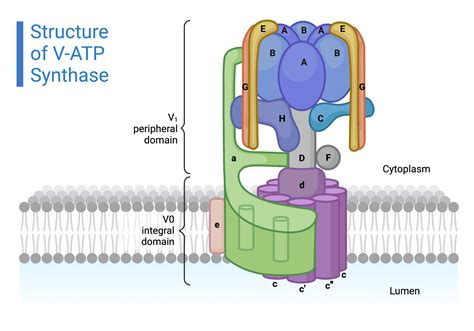 Structure of V-ATP Synthase | BioRender Science Templates