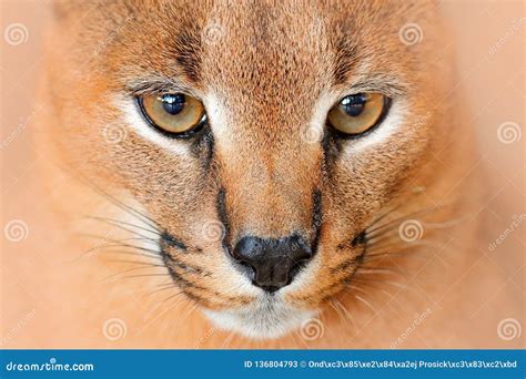 Caracal, African Lynx, in Green Grass Vegetation. Beautiful Wild Cat in ...