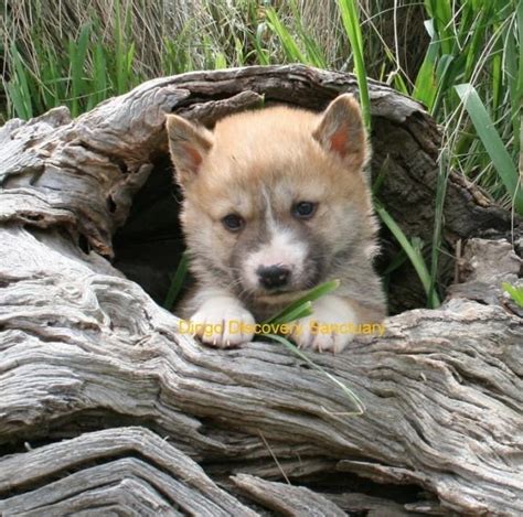 These Photos Of Baby Dingoes Will Make You Forget That They're ...