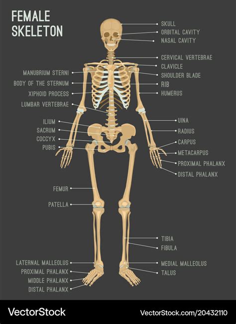 Human Anatomy Female Skeleton