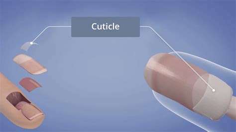 Unveiling the Mysteries of the Cuticle: Its Role, Care, and Removal ...