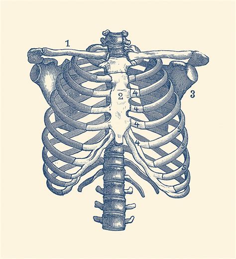 Rib cage diagrams - xolerpin