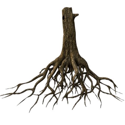 Lower Tree Trunk and Roots transparent PNG - StickPNG