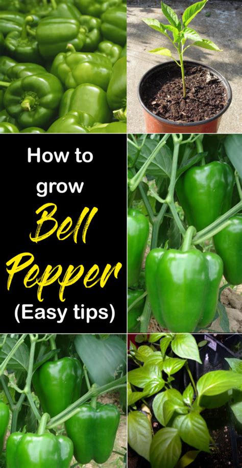 How to grow Bell Peppers in containers | Growing Bell Peppers | Sweet ...