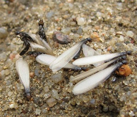 Western Subterranean Termites