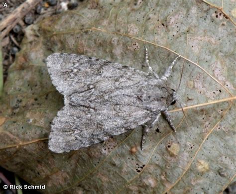 American Dagger Moth: Identification, Life Cycle, Facts & Pictures