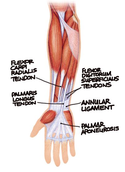 Human Anatomy for the Artist: The Ventral Forearm: What are those Tendons?